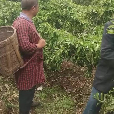 青见