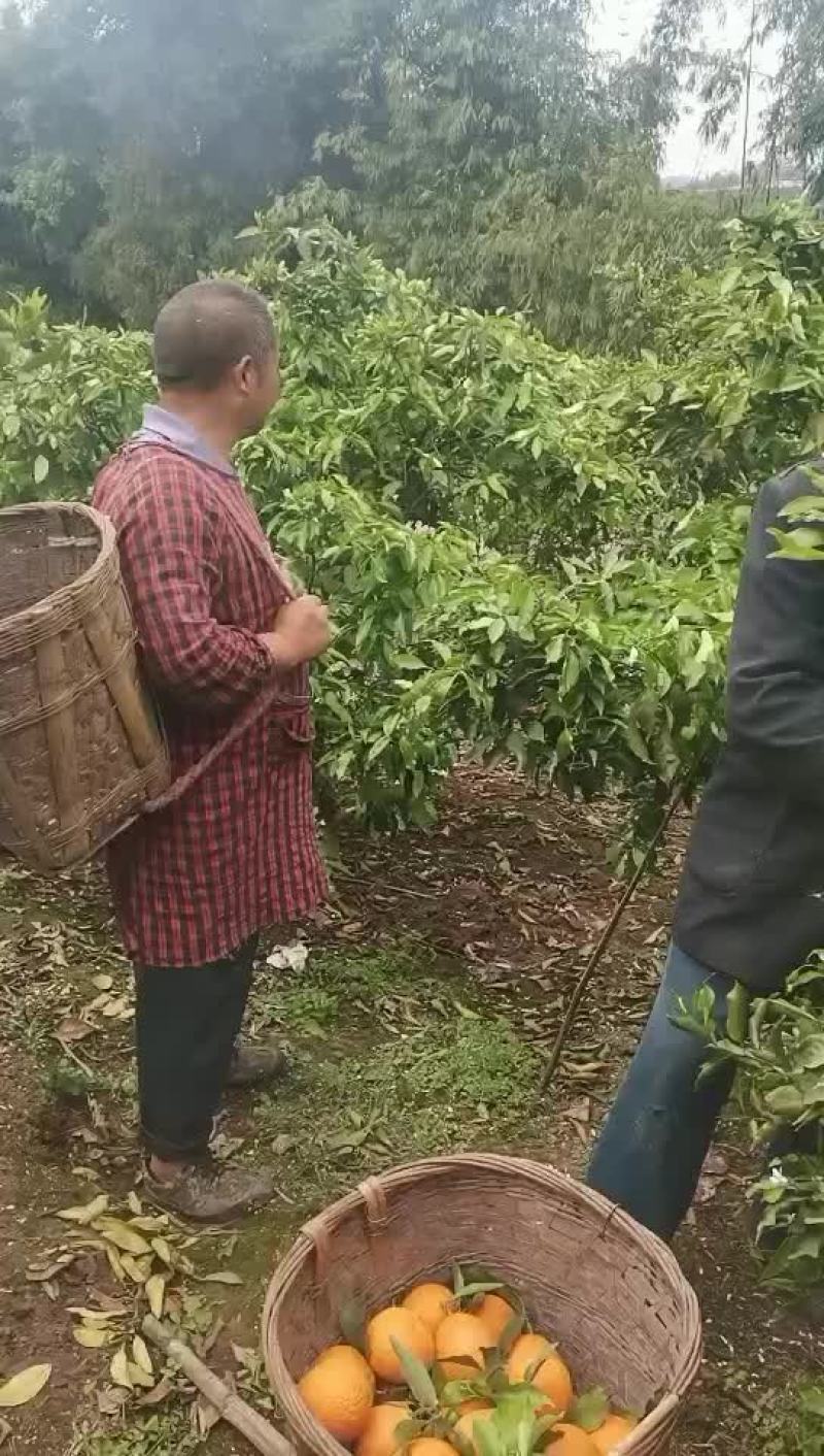 青见