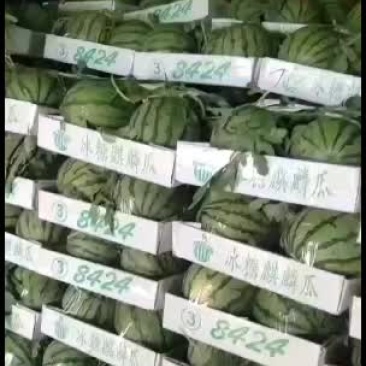 山东8424西瓜基地量大发全国