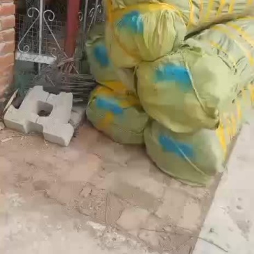 鸡心果苗和牛奶果苗开始起苗发货了