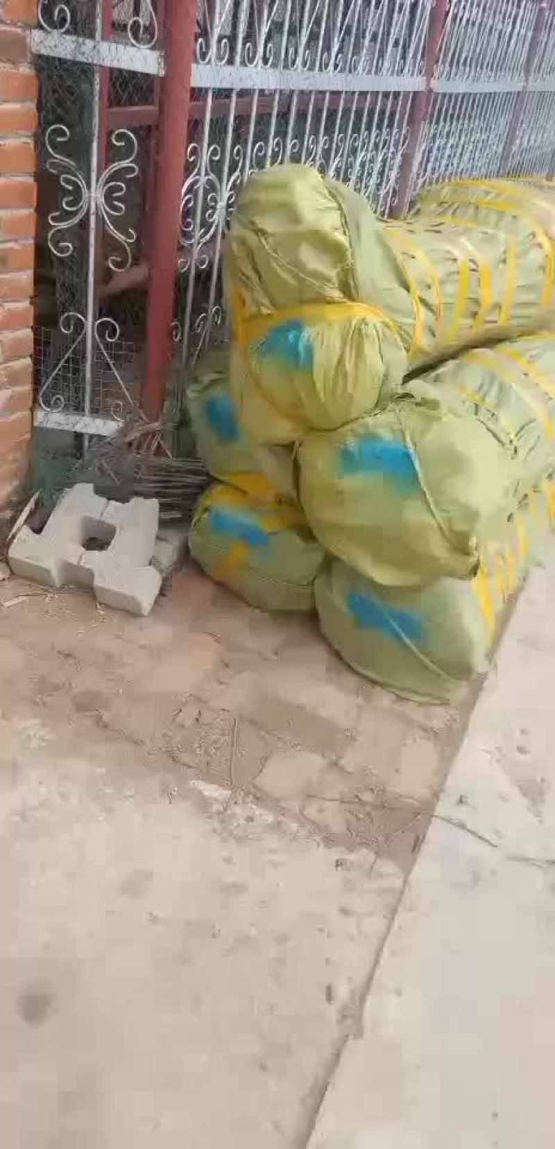 鸡心果苗和牛奶果苗开始起苗发货了
