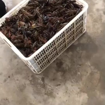 小龙虾，有货！请咨询