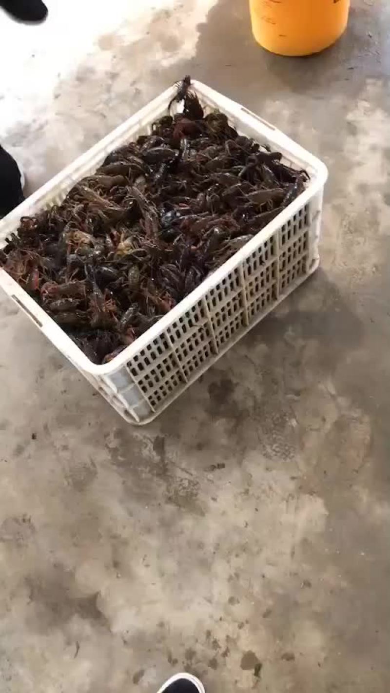 小龙虾，有货！请咨询