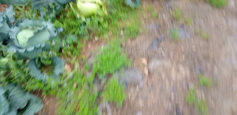 扁包菜