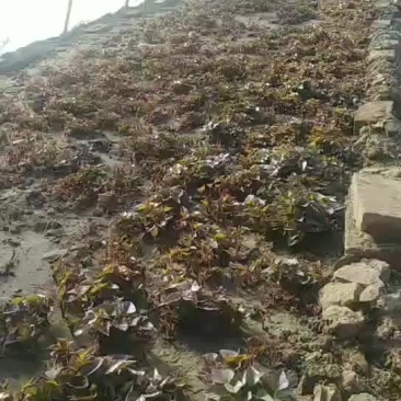 东北辽宁鞍山海城红薯苗基地直销