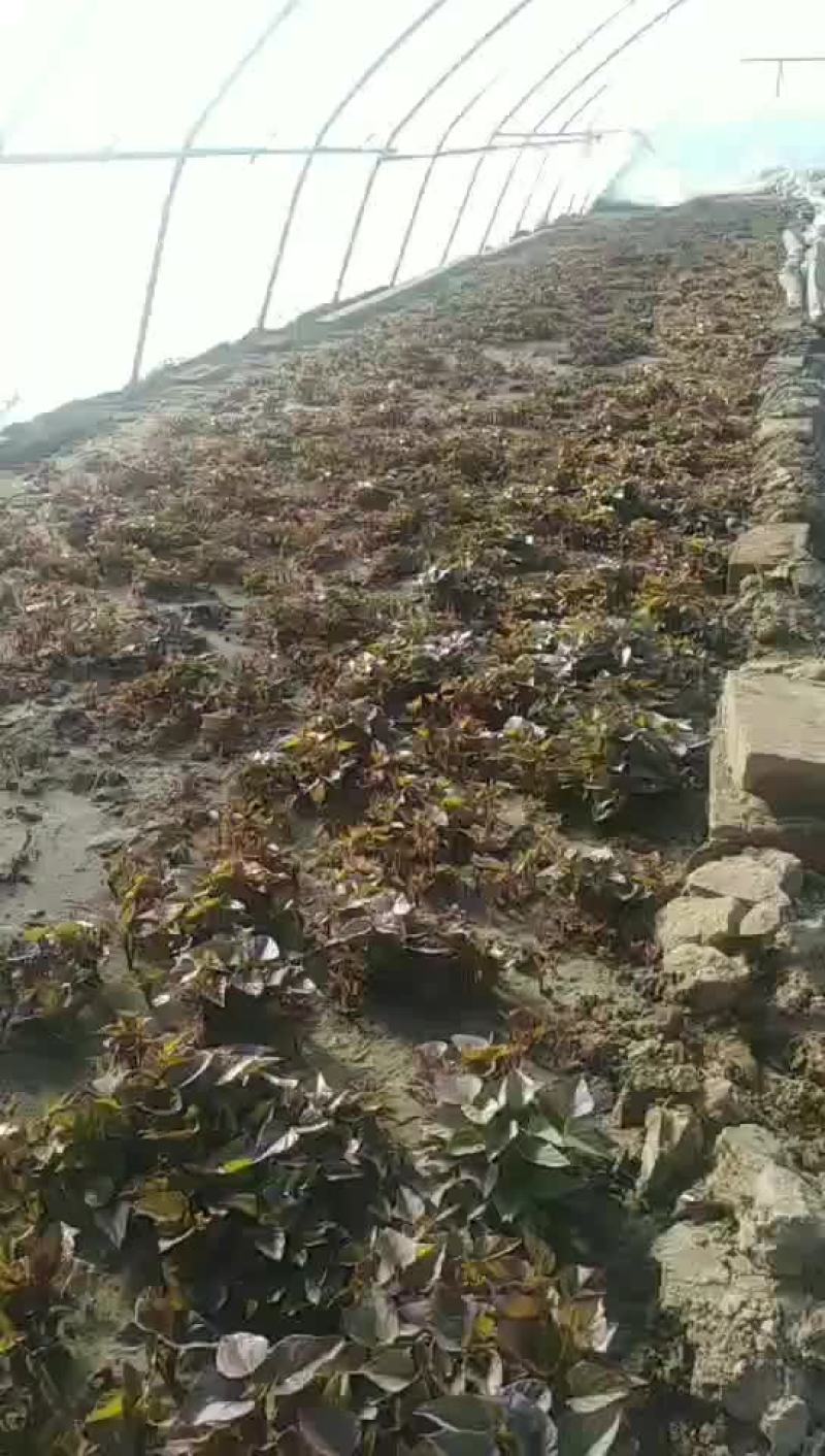 东北辽宁鞍山海城红薯苗基地直销