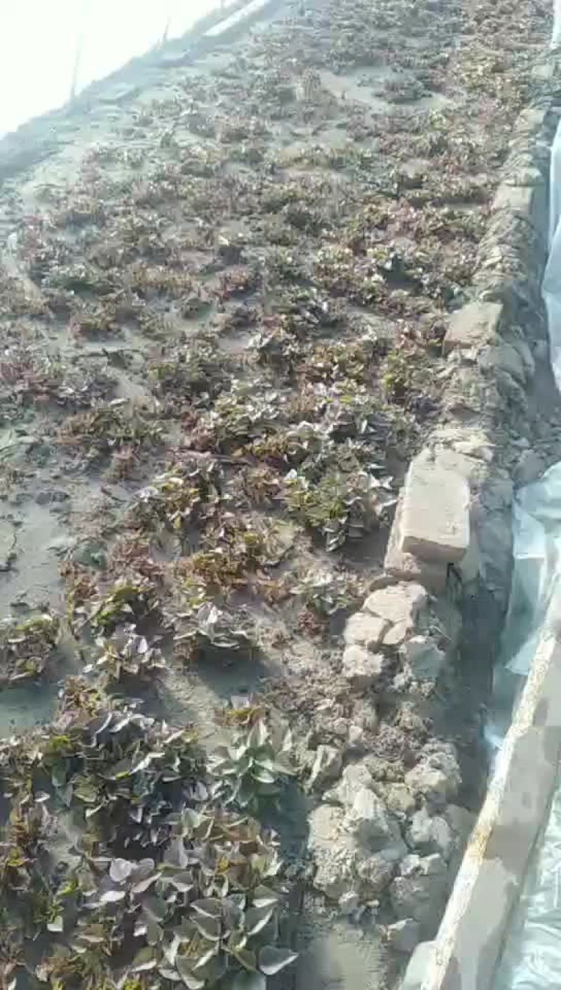东北辽宁鞍山海城红薯苗基地直销