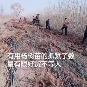 杨树苗