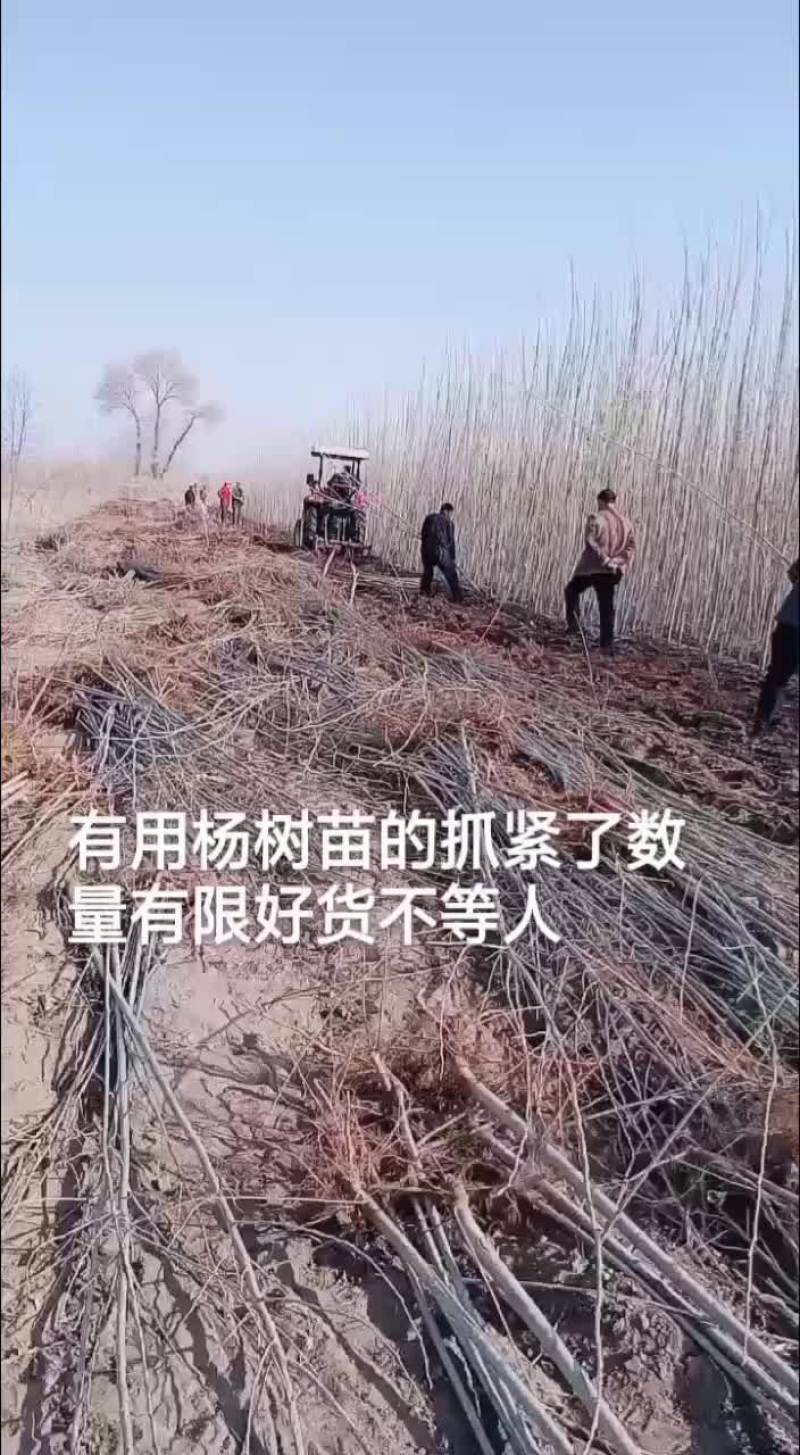 杨树苗