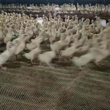 大三花脱温鹅苗，全程防疫