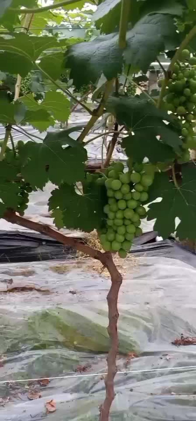 夏黑葡萄产地直销，有需要老板在平台上联系我