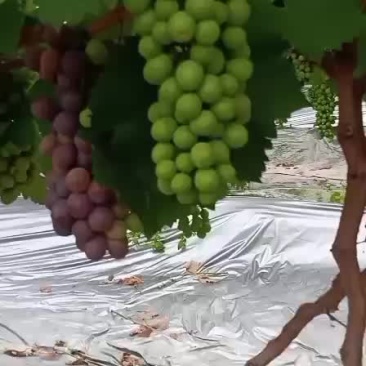 夏黑葡萄产地直销，有需要老板在平台上联系我