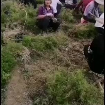 大天冬种苗