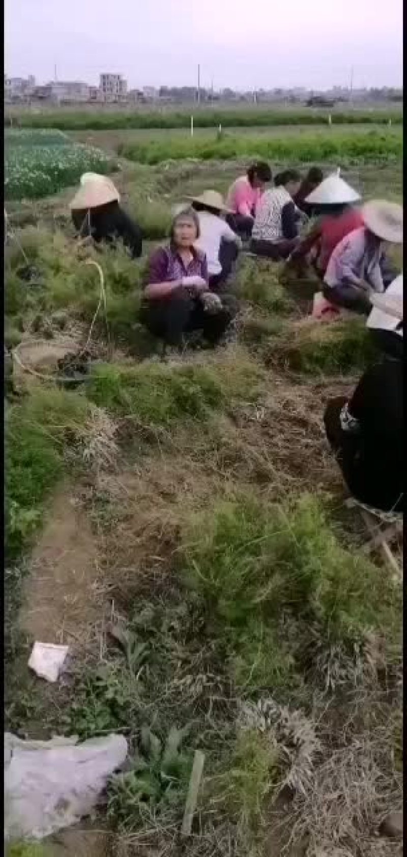 大天冬种苗