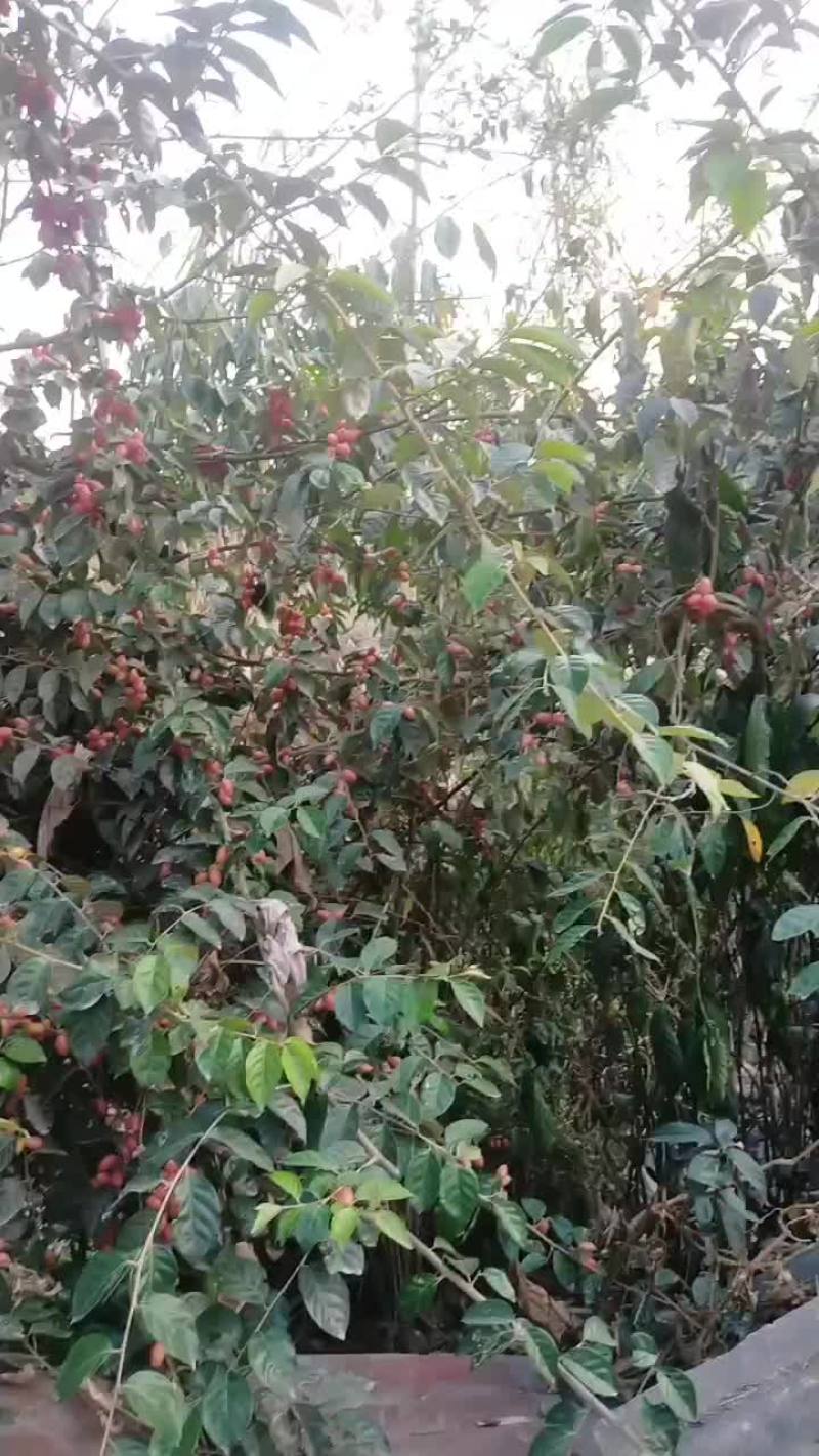 羊奶果