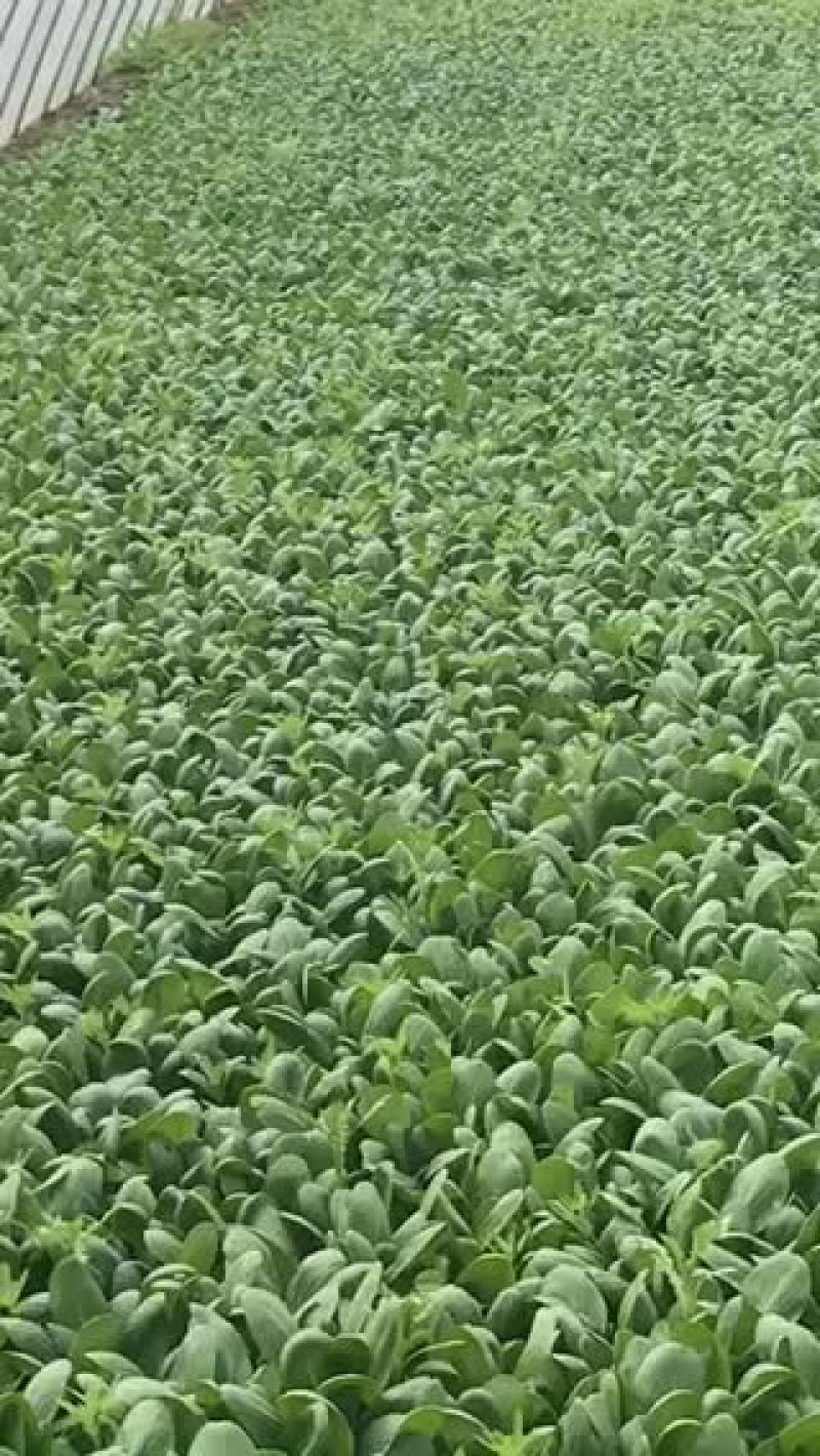 精品油麦菜，万亩基地直销，保质保量，欢迎下单