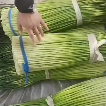 蒜苔，大量供应商，诚信第一