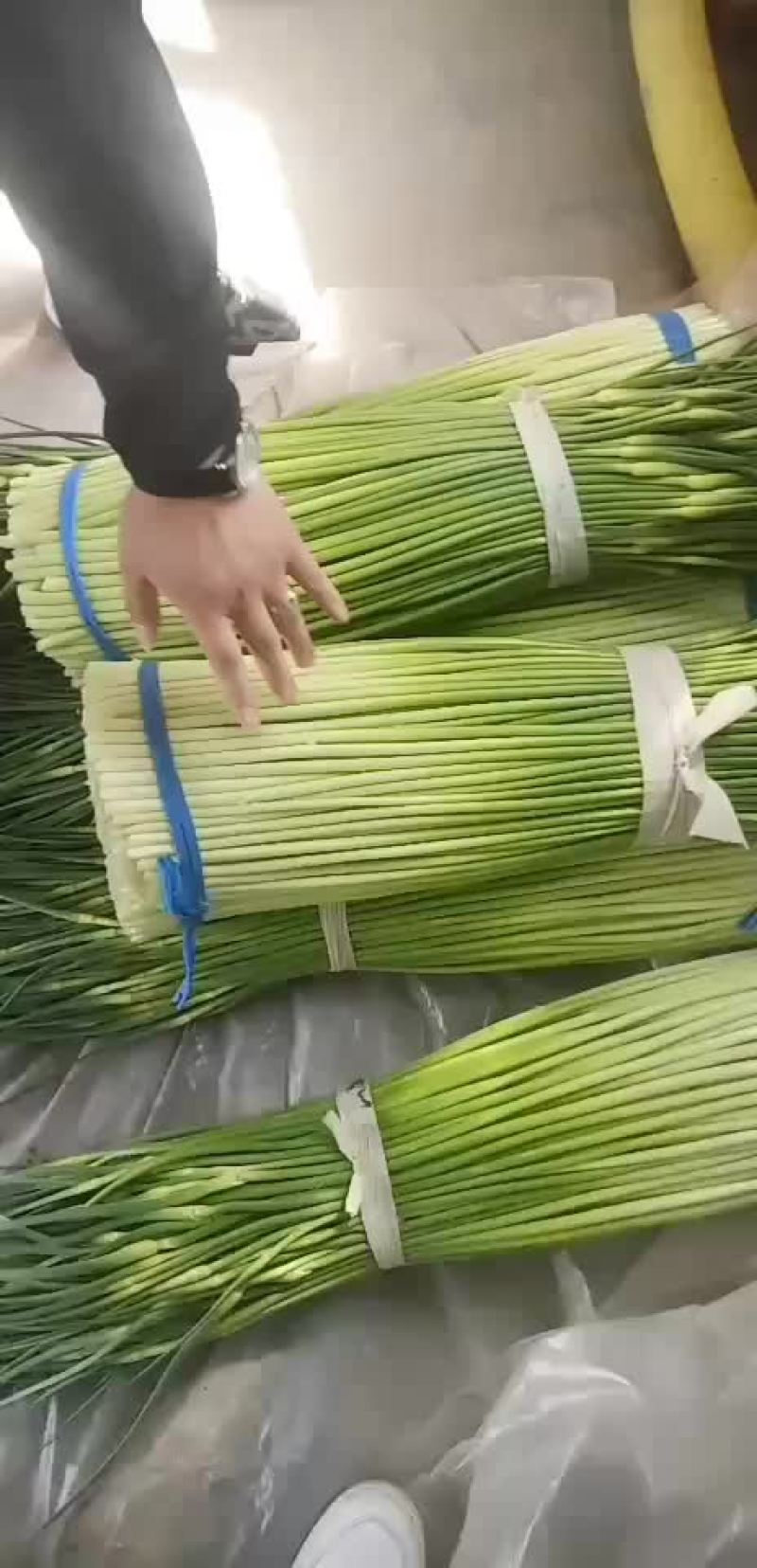 蒜苔，大量供应商，诚信第一