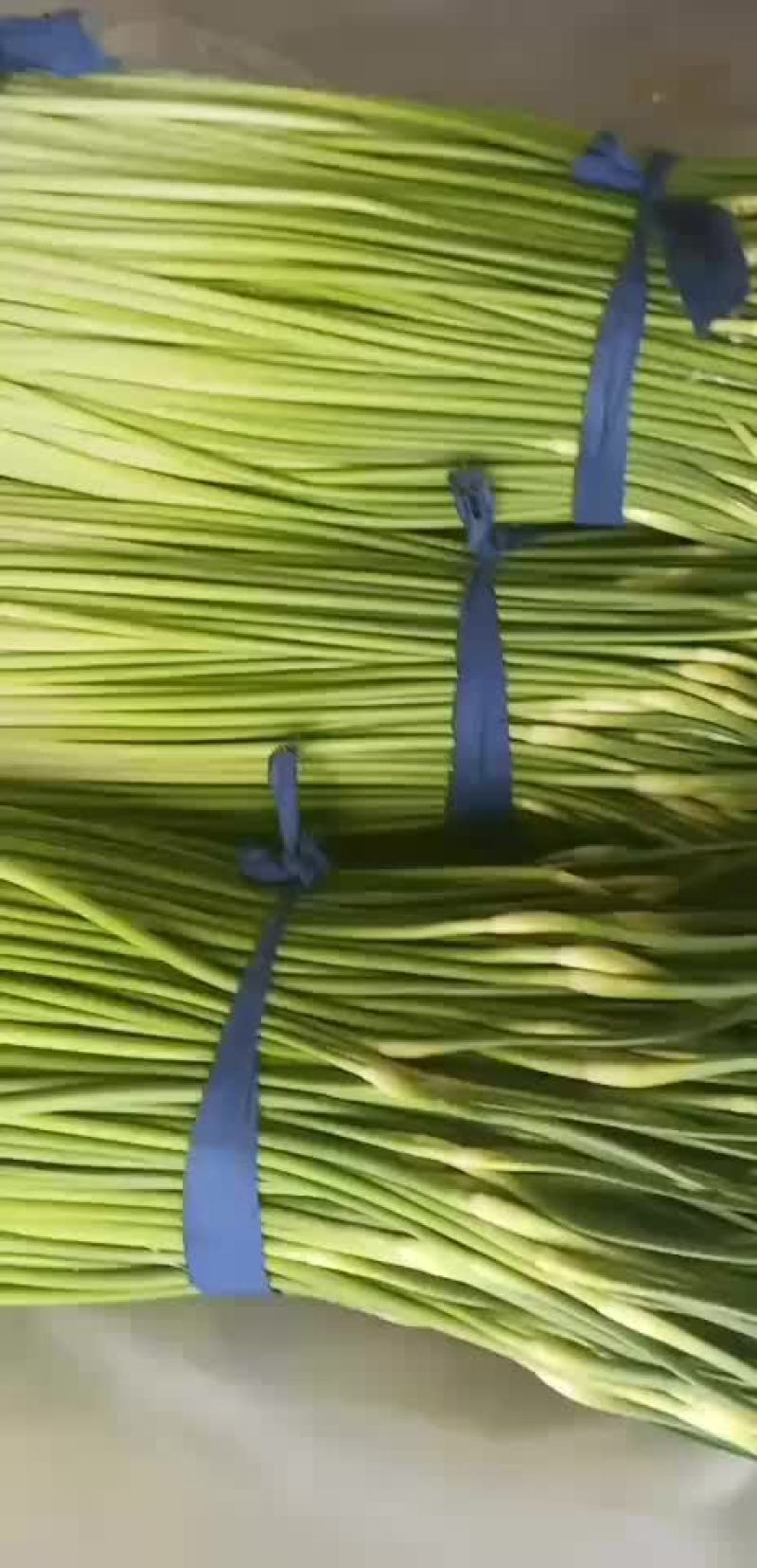 蒜苔，大量供应商，诚信第一