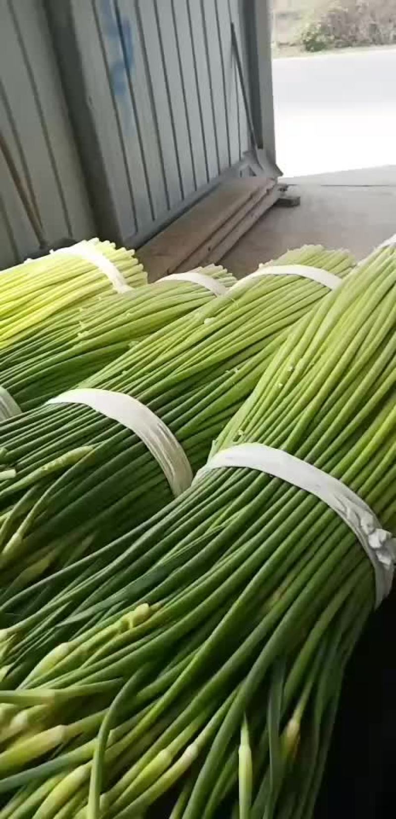 蒜苔，大量供应商，诚信第一