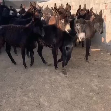 四十头肉驴马上装车发走