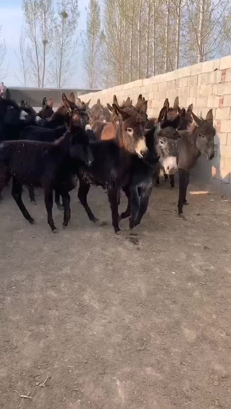 四十头肉驴马上装车发走