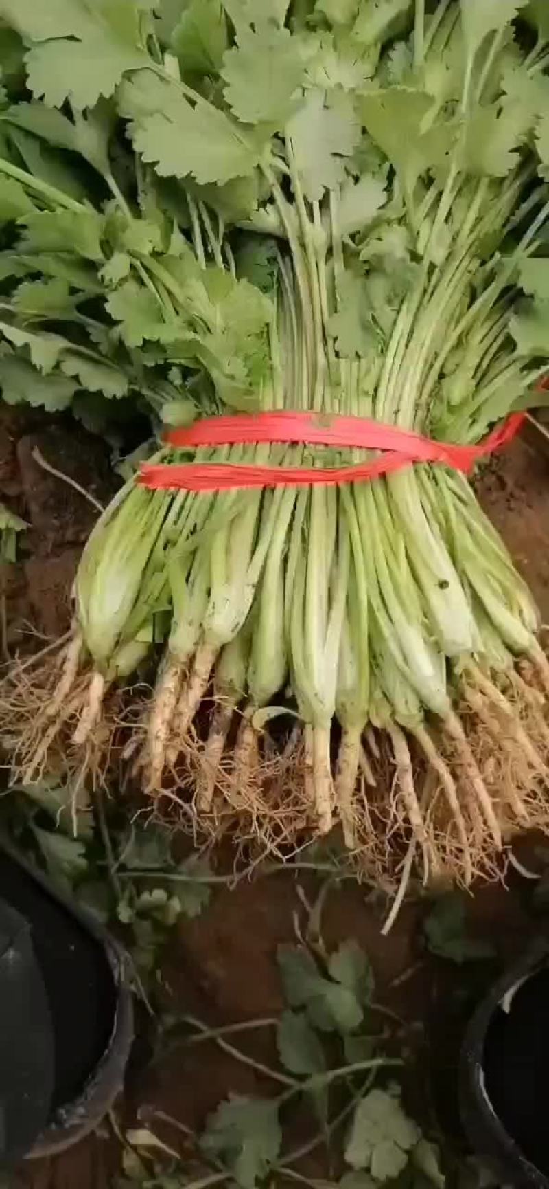 大棚和陆地香菜大量上市