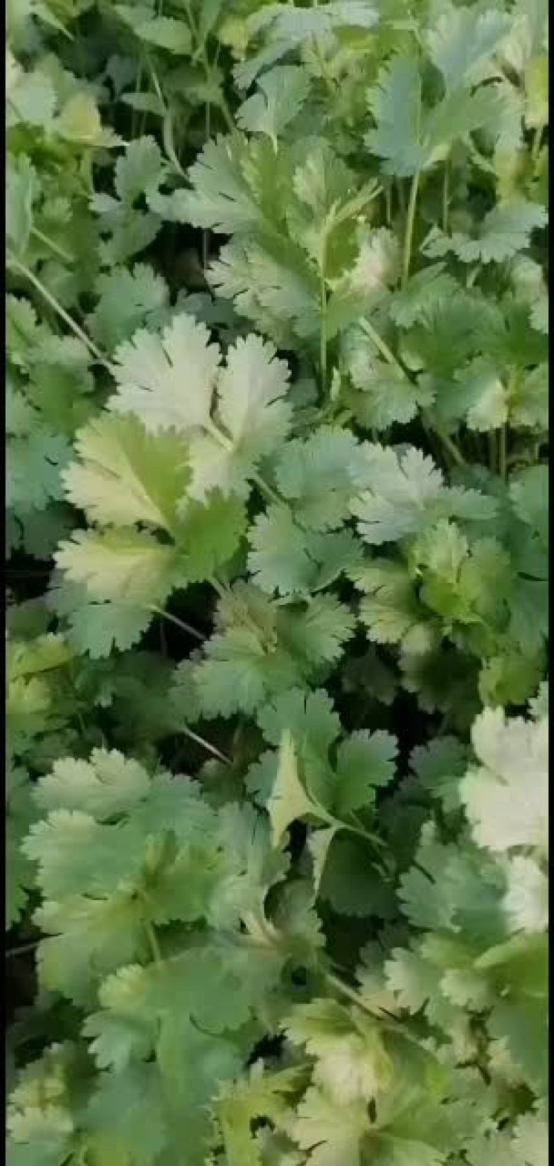 大棚和陆地香菜大量上市