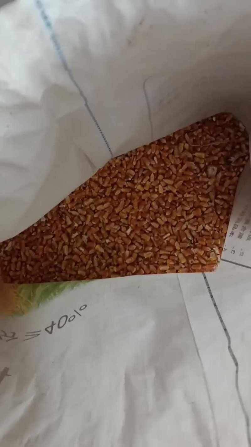 有需要玉米的朋友，欢迎前来采购。