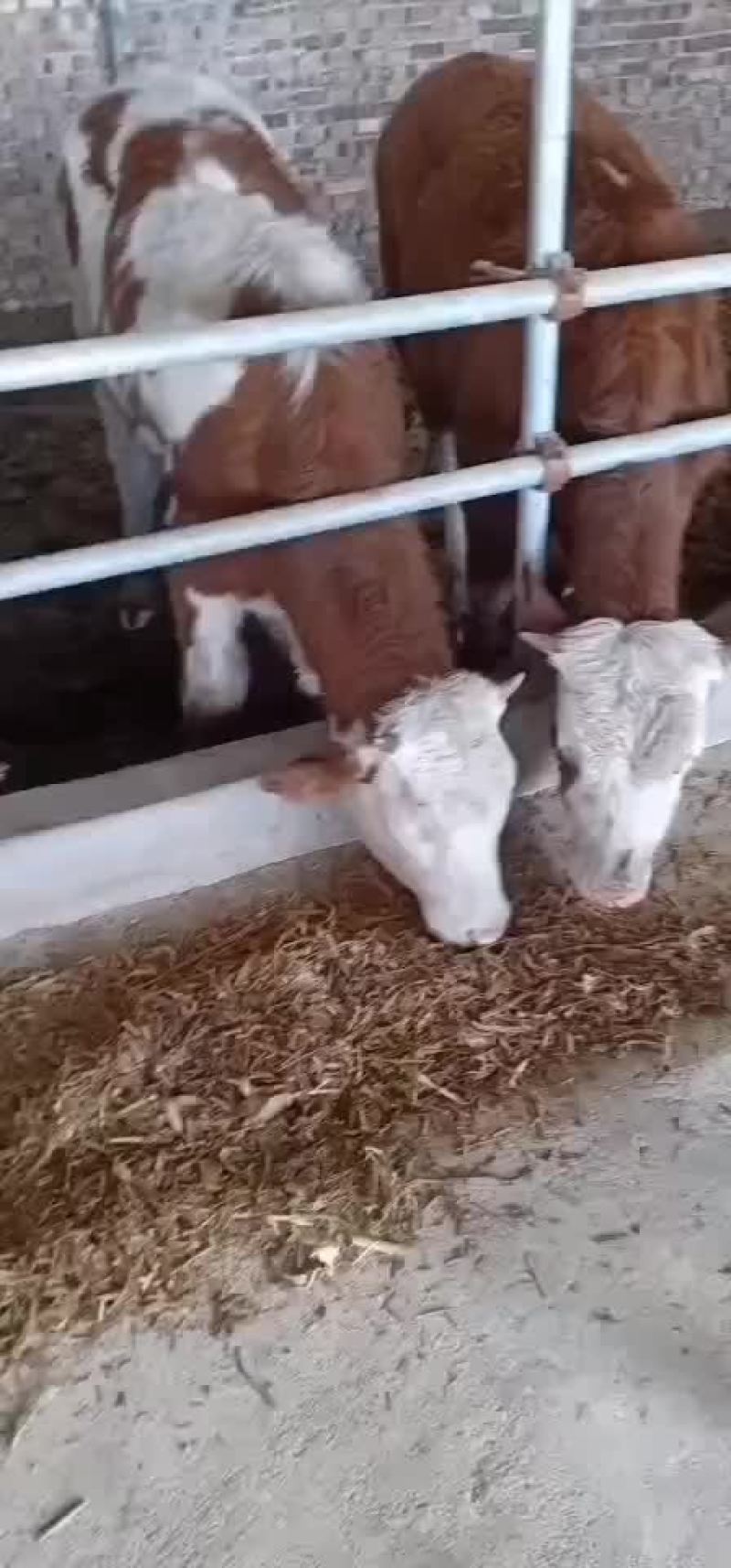 牛犊