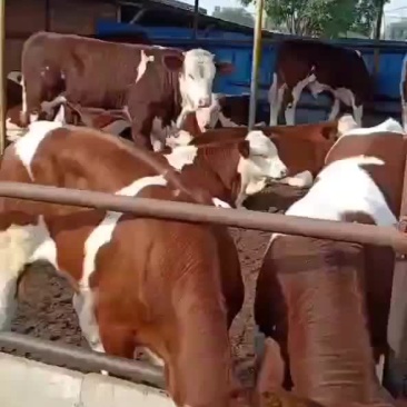 牛犊