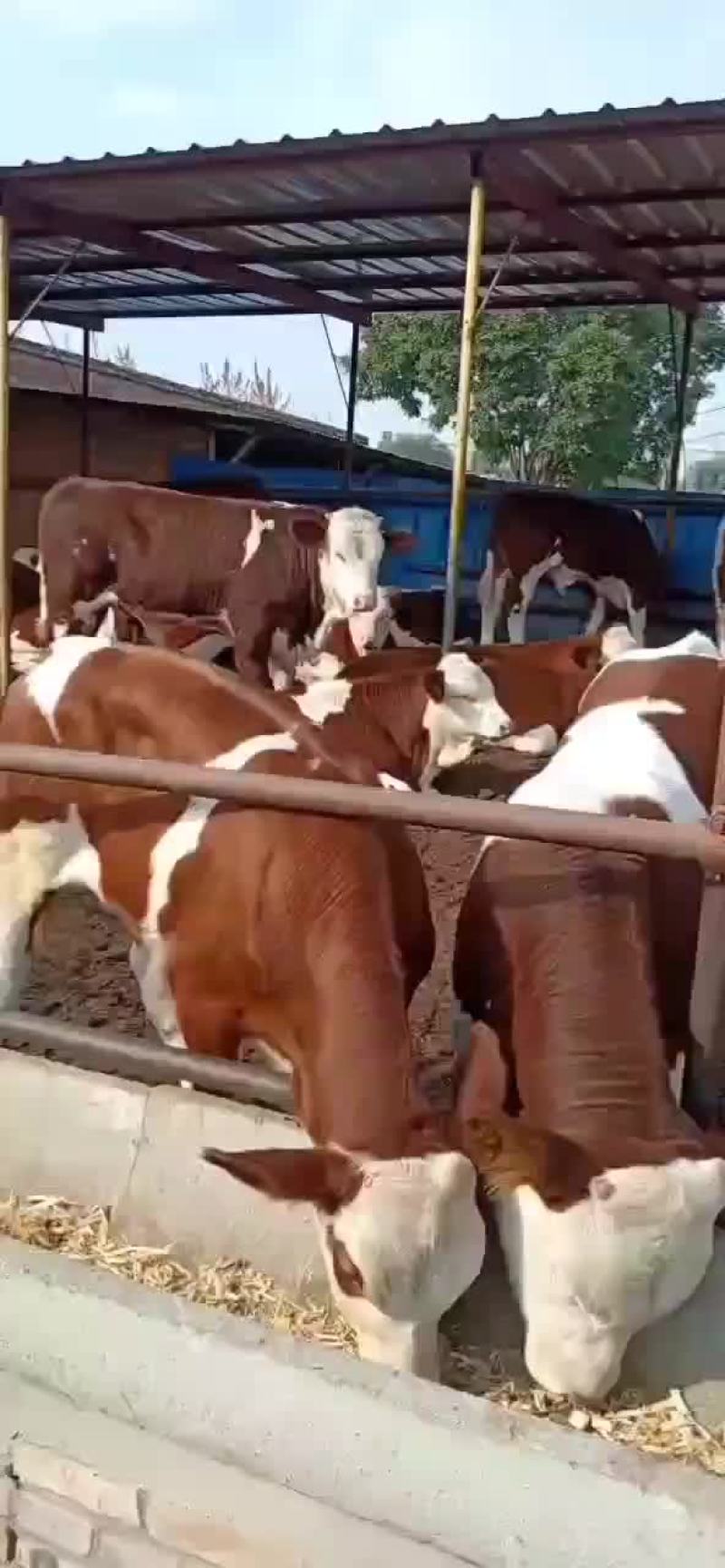 牛犊
