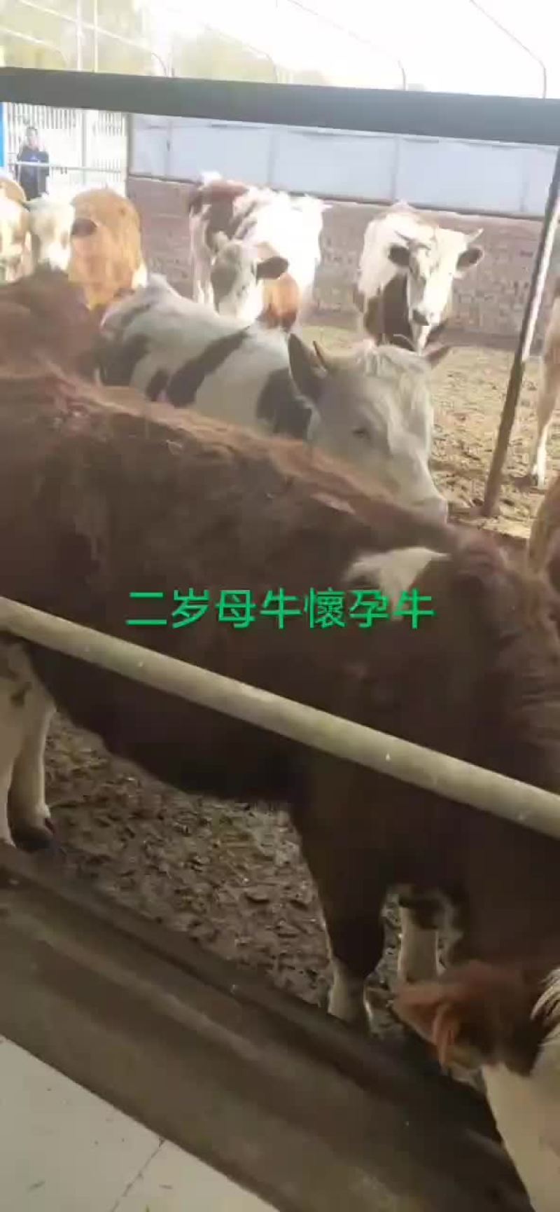 牛犊