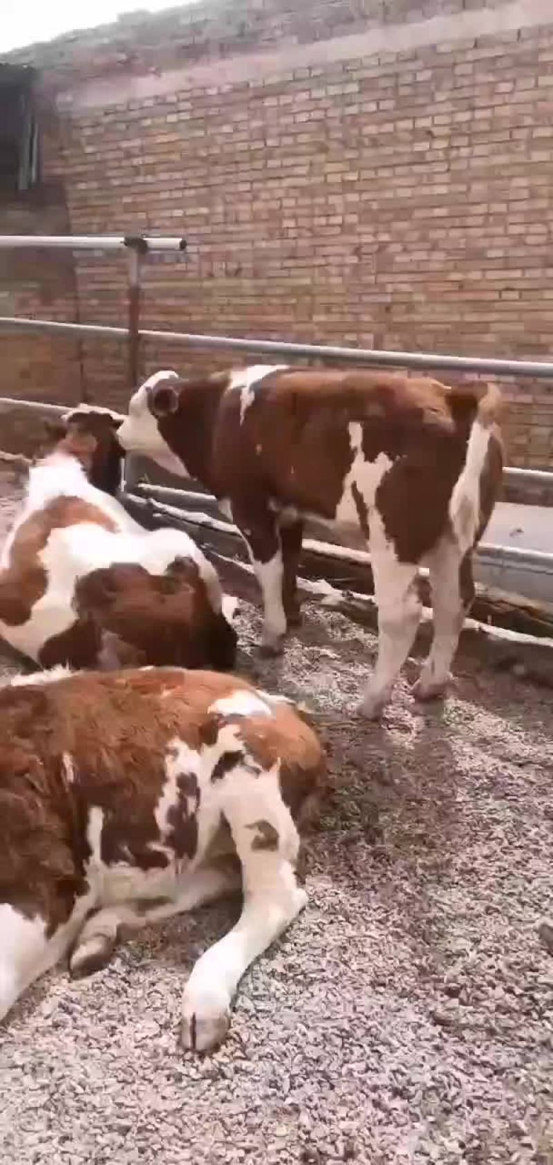 牛犊