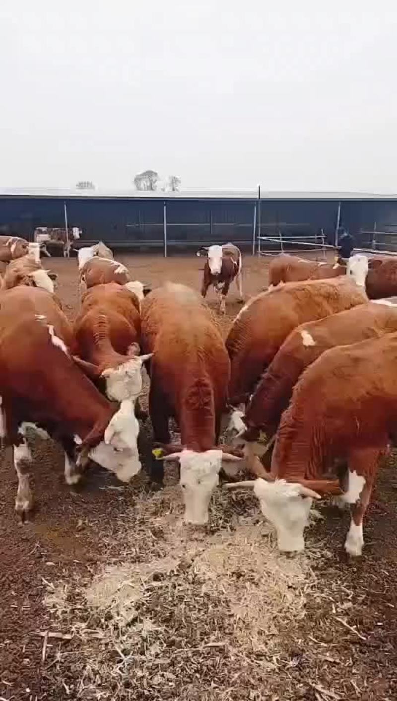 牛犊