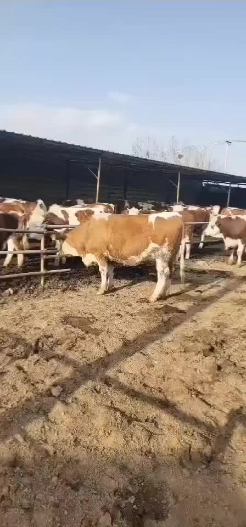 牛犊