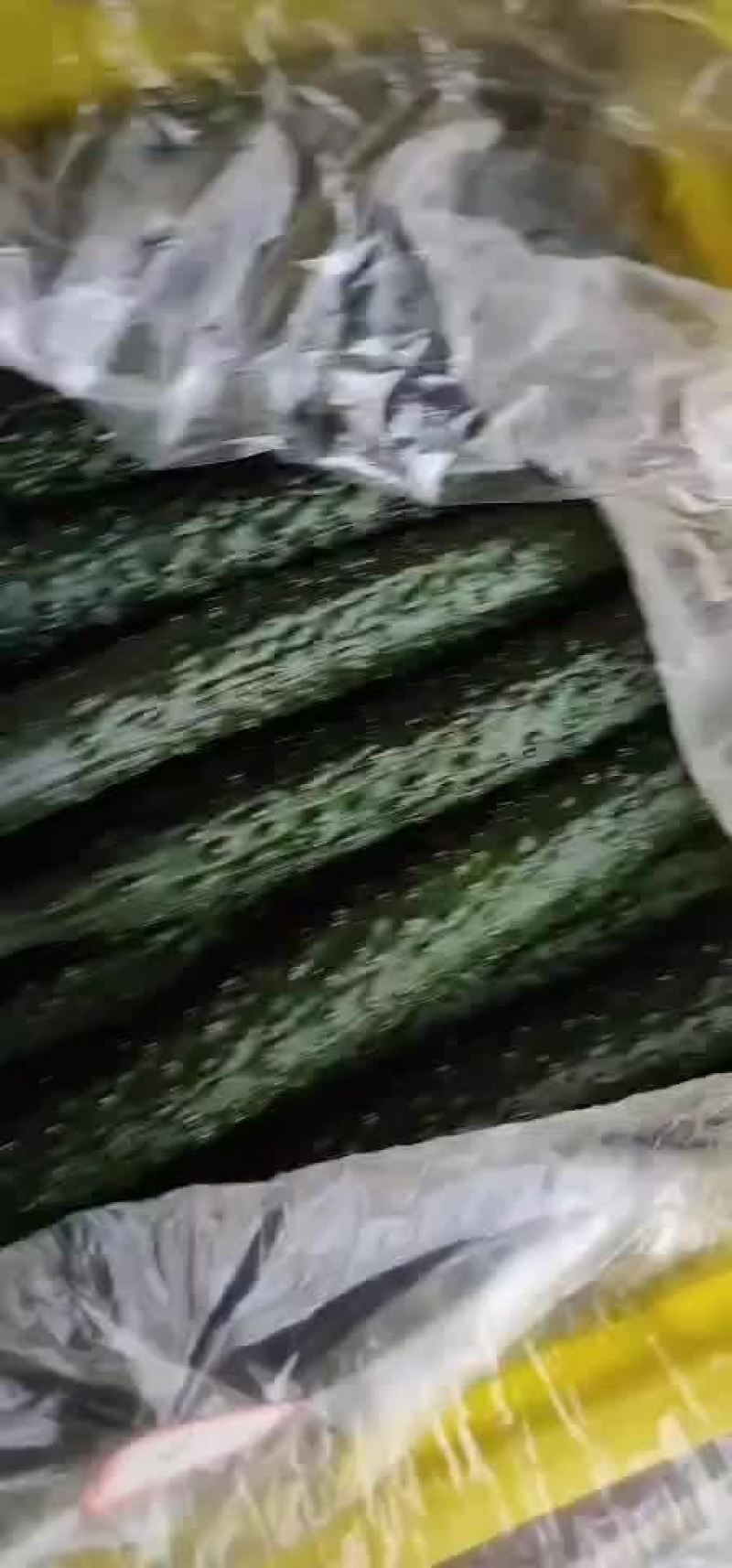 黄瓜精品欢迎新朋友采购