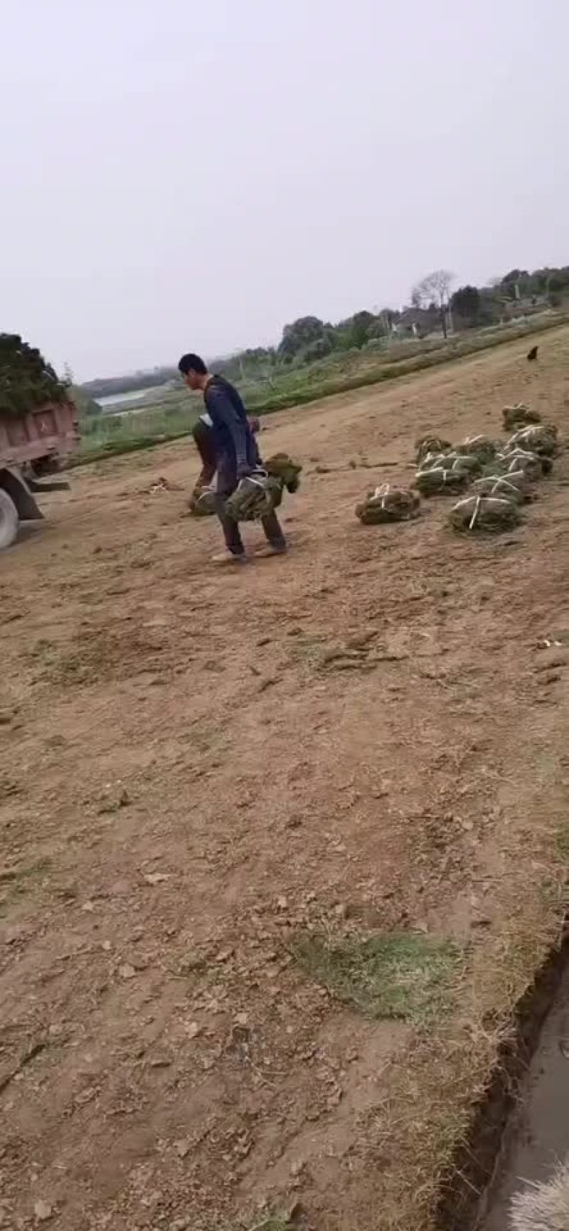 草坪