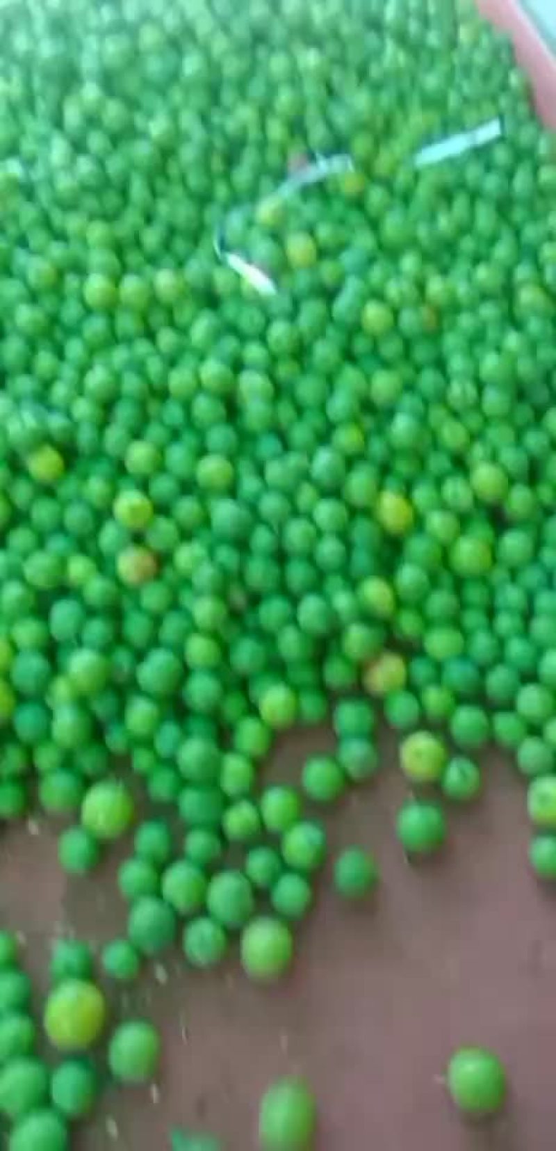 三月李