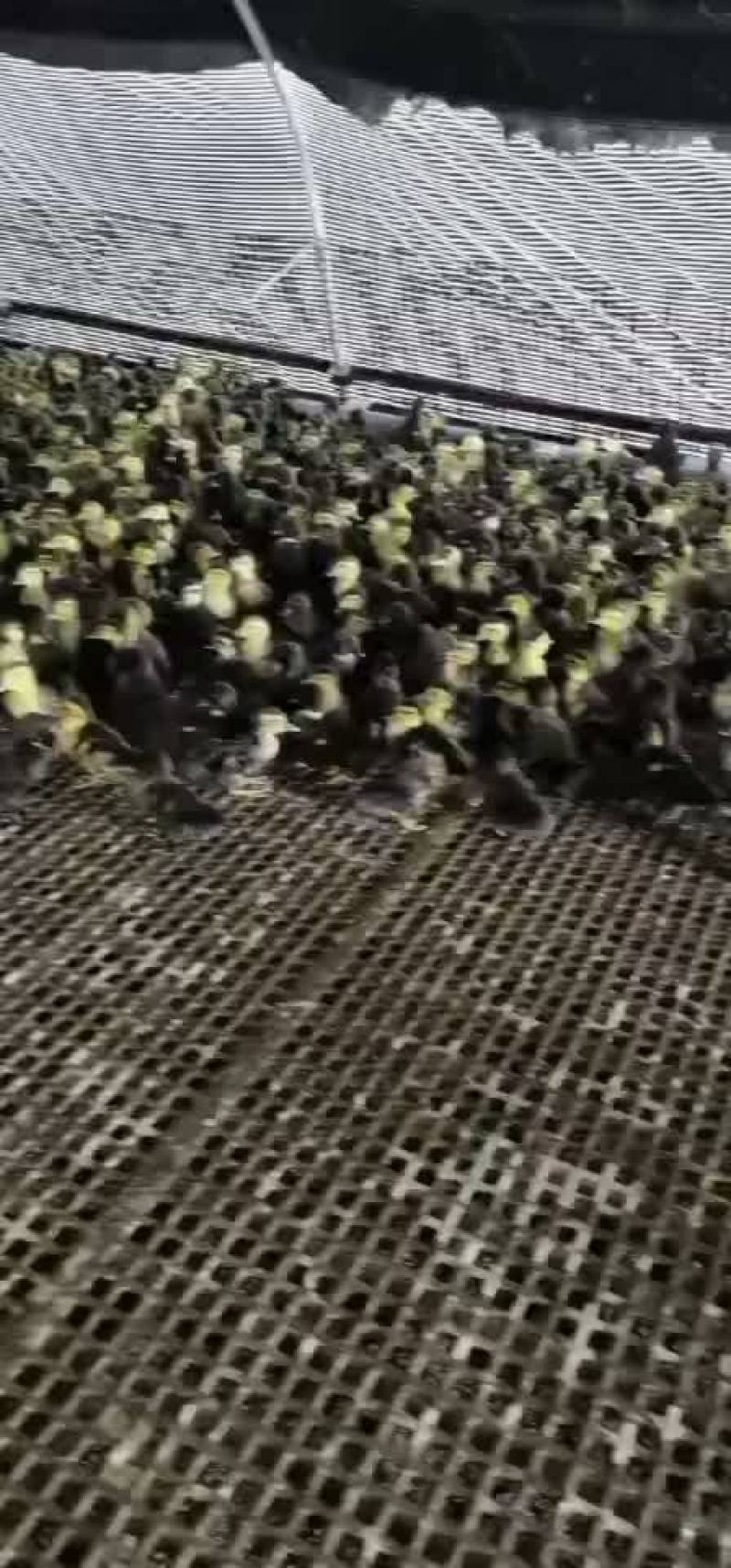 全公黑半番苗