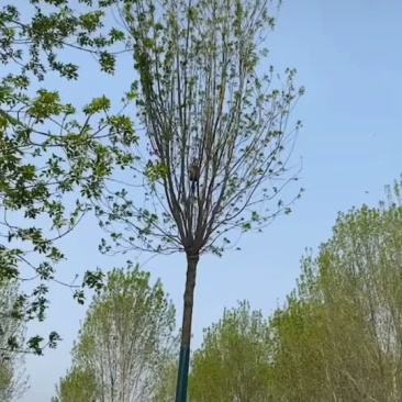 白腊