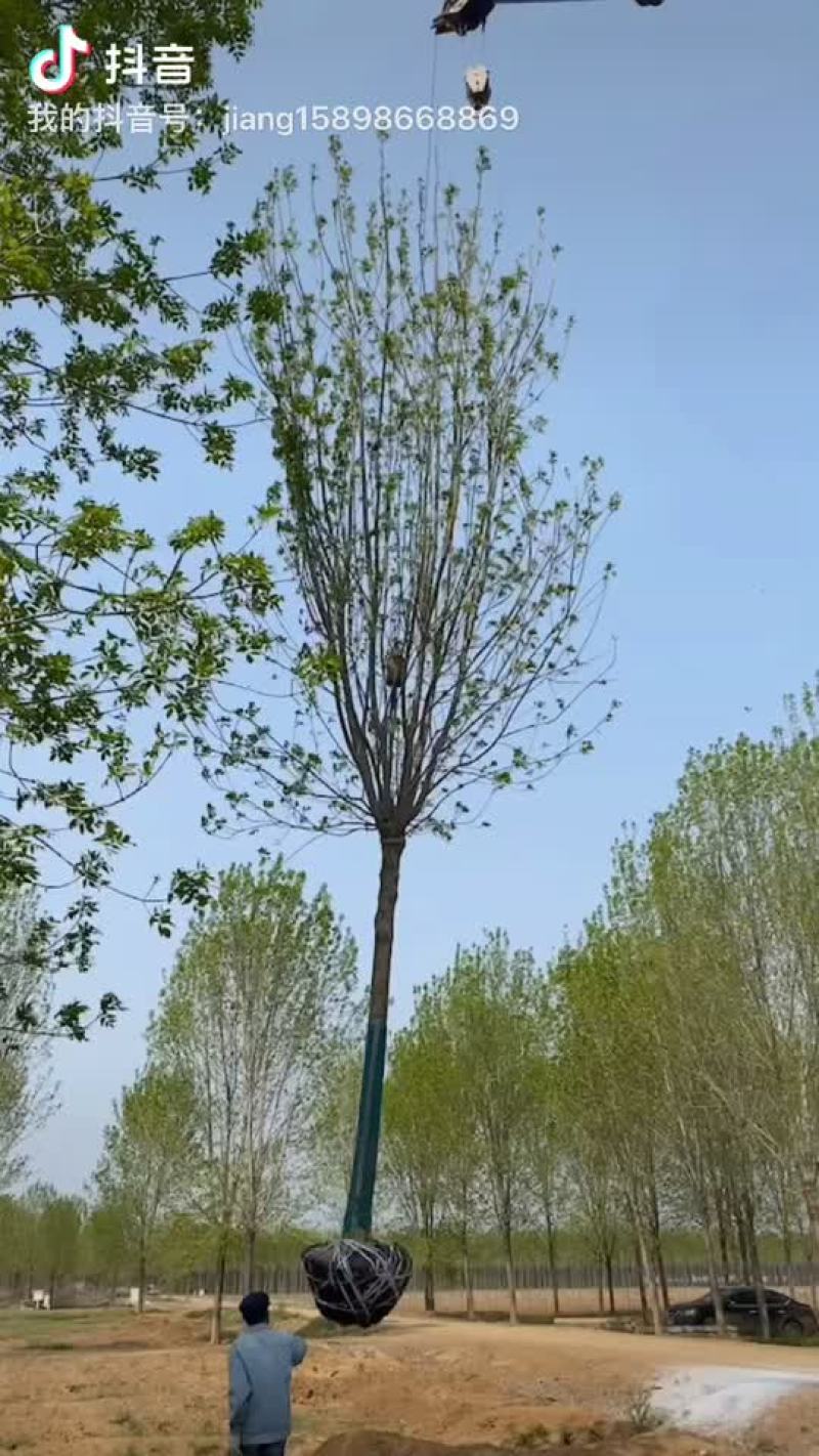 白腊