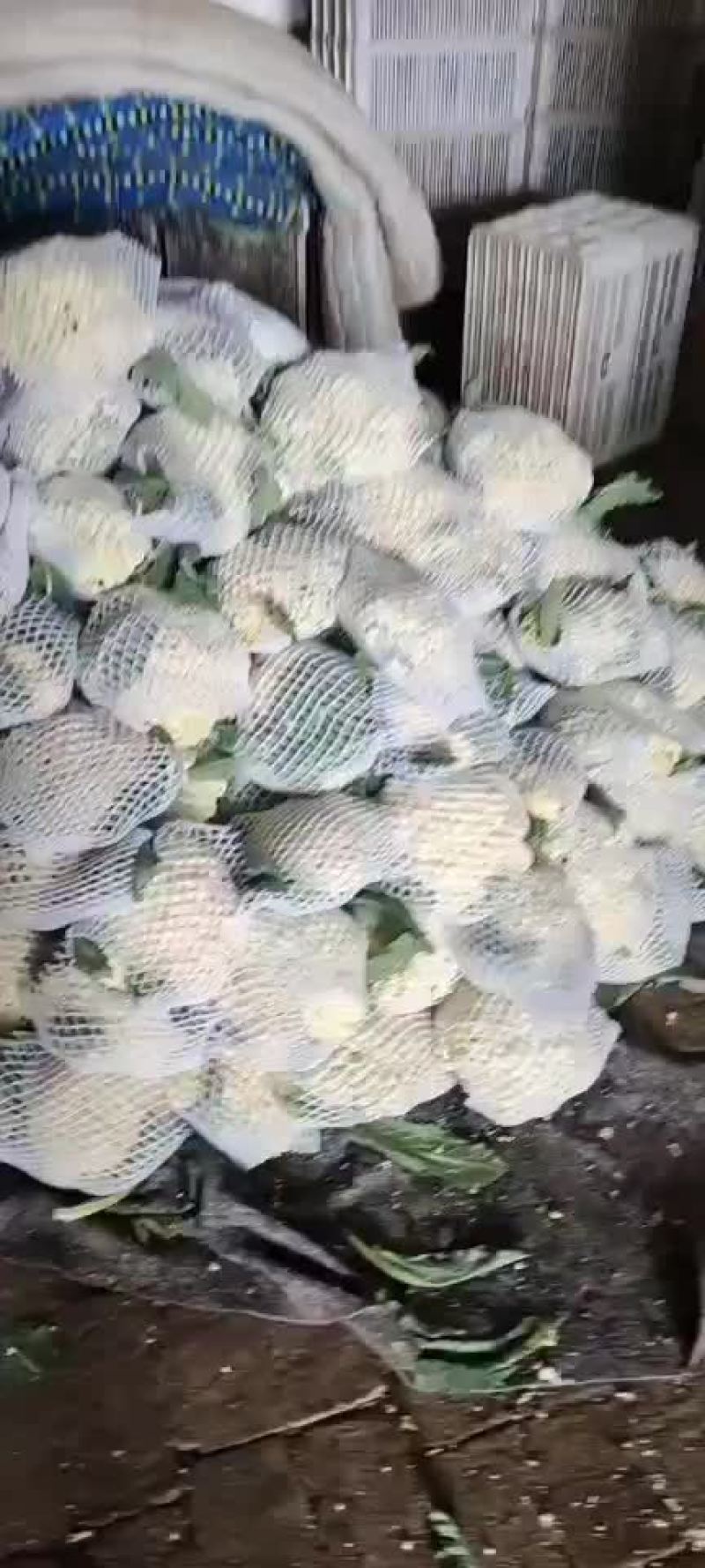 有机花
