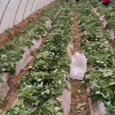 西瓜红大田苗一手货源，