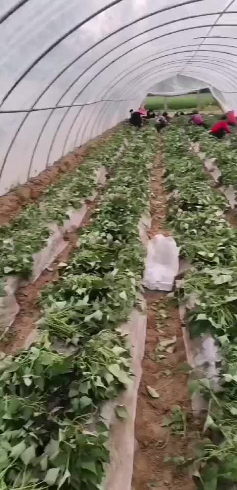 西瓜红大田苗一手货源，