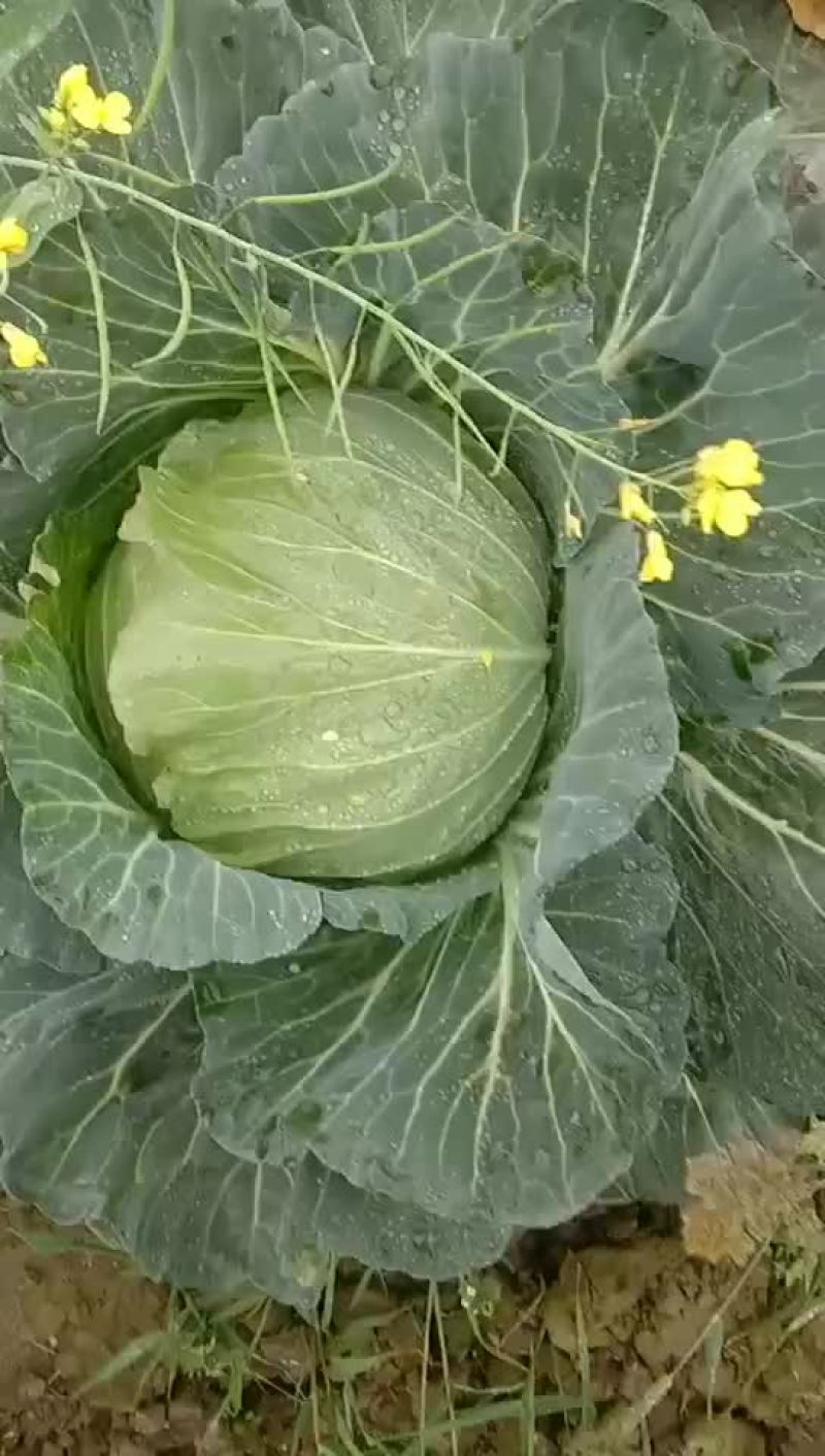 银雪翠菲