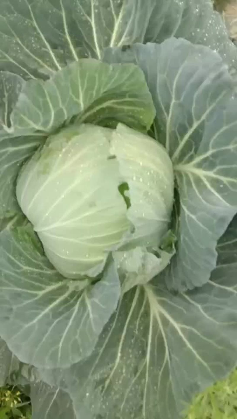 银雪翠菲