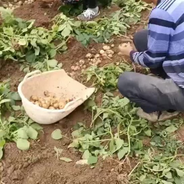 2021年新土豆上市，马尔科小土豆