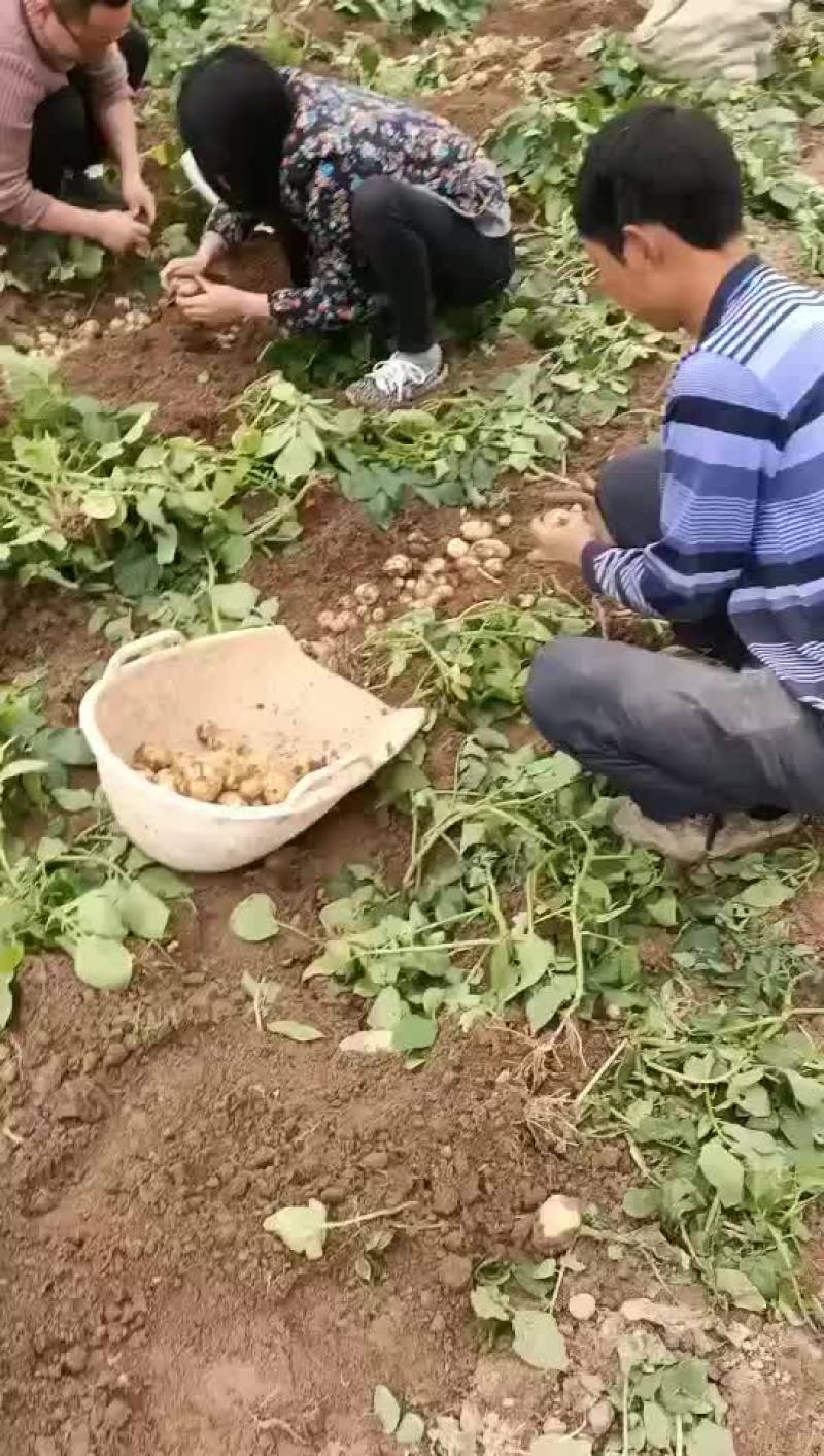 2021年新土豆上市，马尔科小土豆