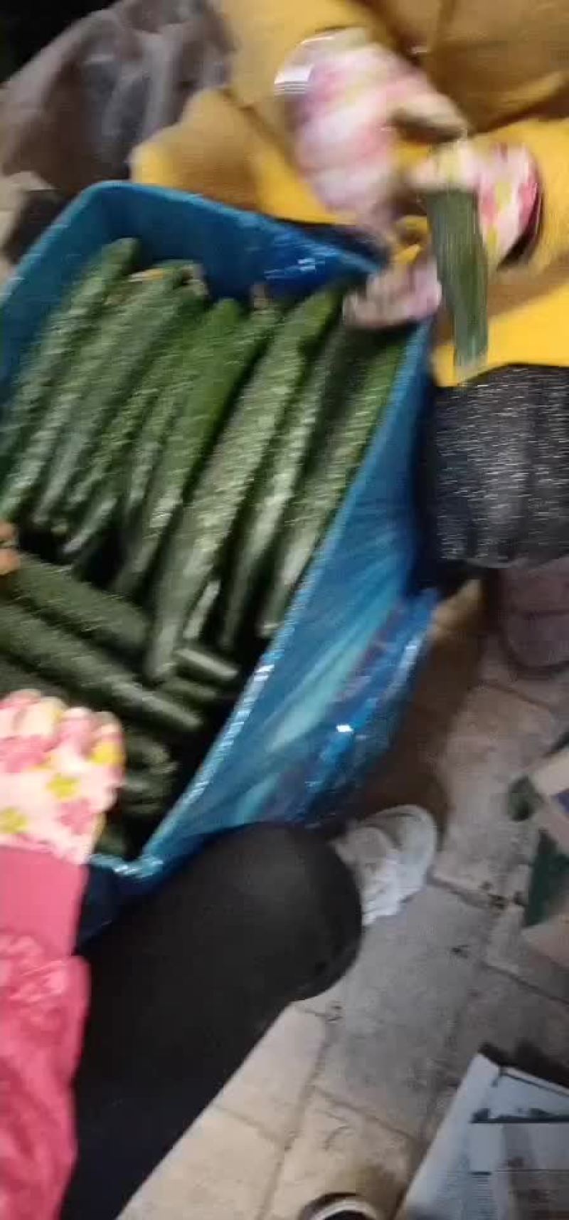 精品黄瓜欢迎新朋友来购